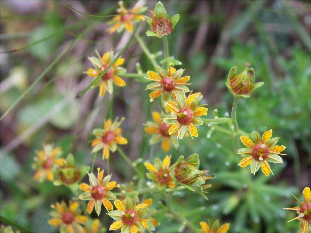 Saxifragaceae: Saxifraga aizoides